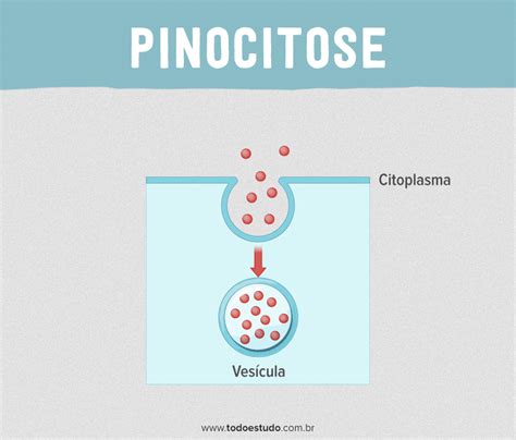o que é pinocitose